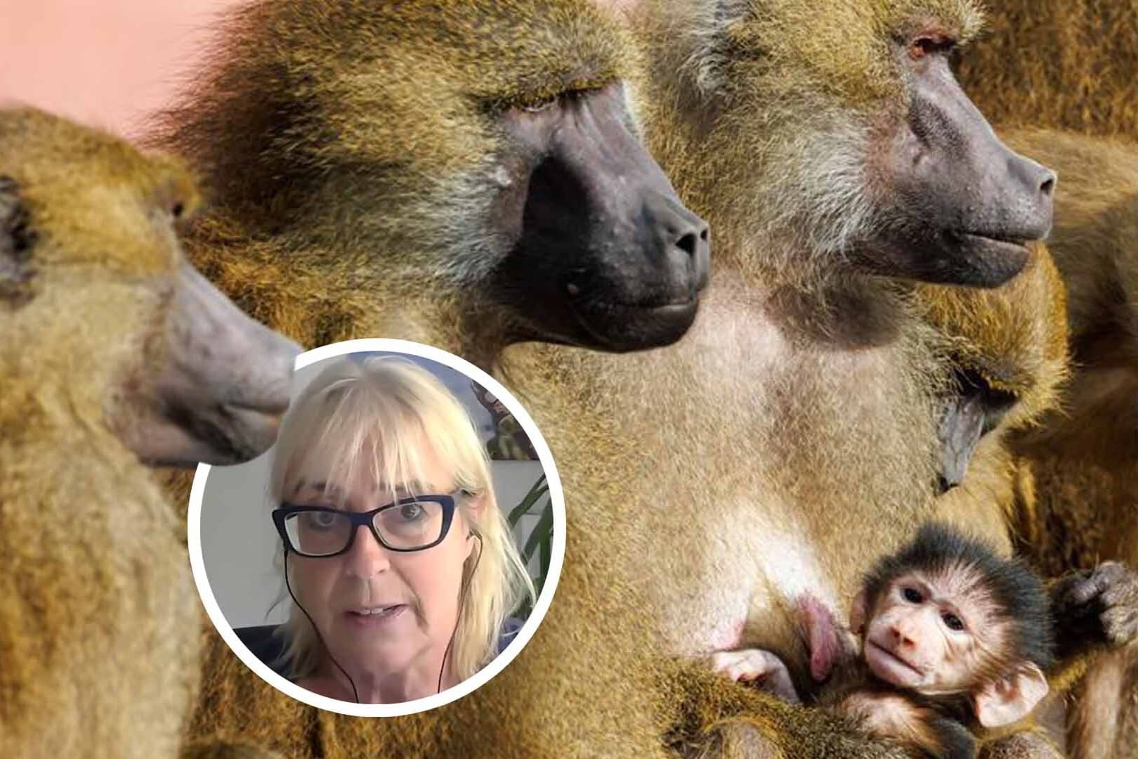 Dr. Sandra Altherr äußert sich zu der geplanten Paviantötung im Nürnberger Tiergarten.
